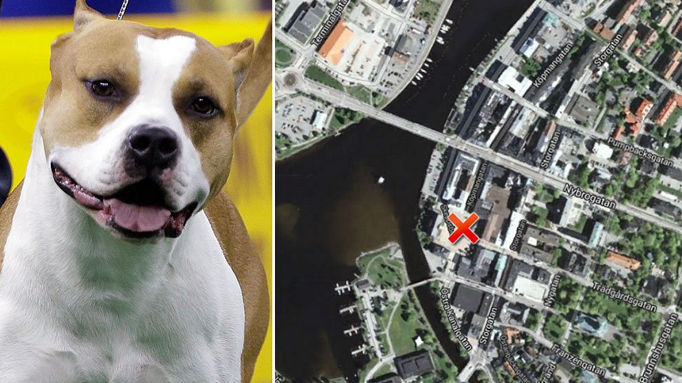 Hunden som attackerade barnet var av rasen Amstaff, enligt polisen. Till höger karta över Härnösand.