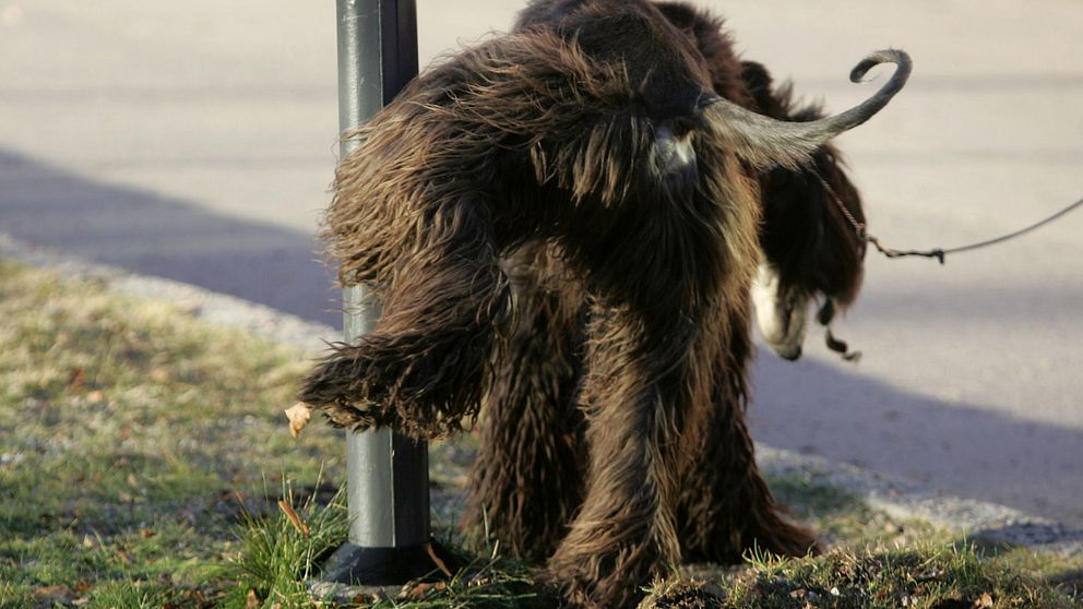 En afghanhund kissar på en lyktstolpe.