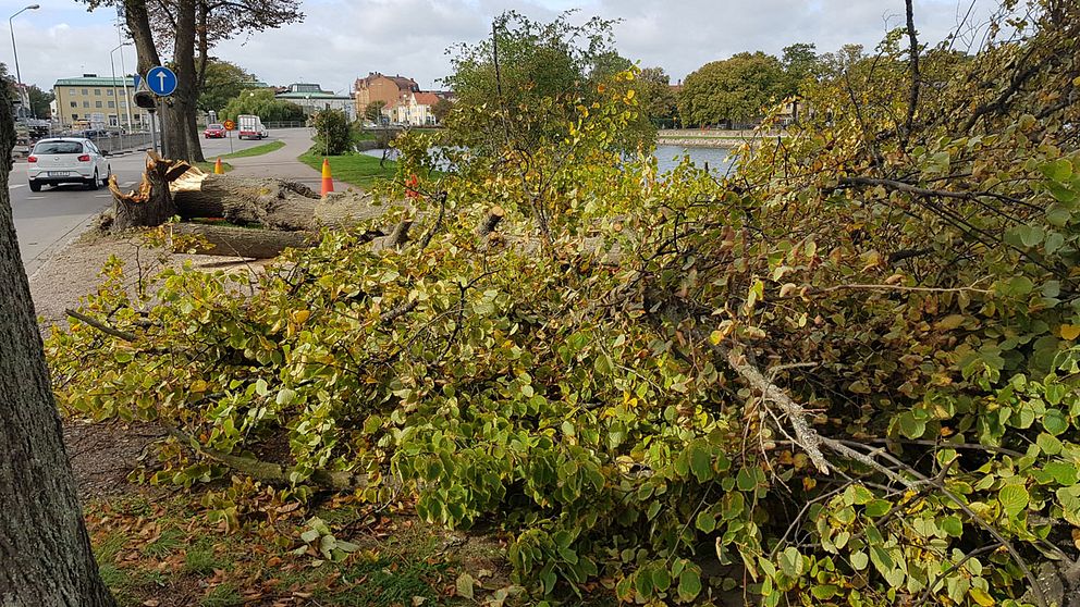 Ett träd vid Södra Kanalgatan i centrala Kalmar som fällts av stormen Knud.