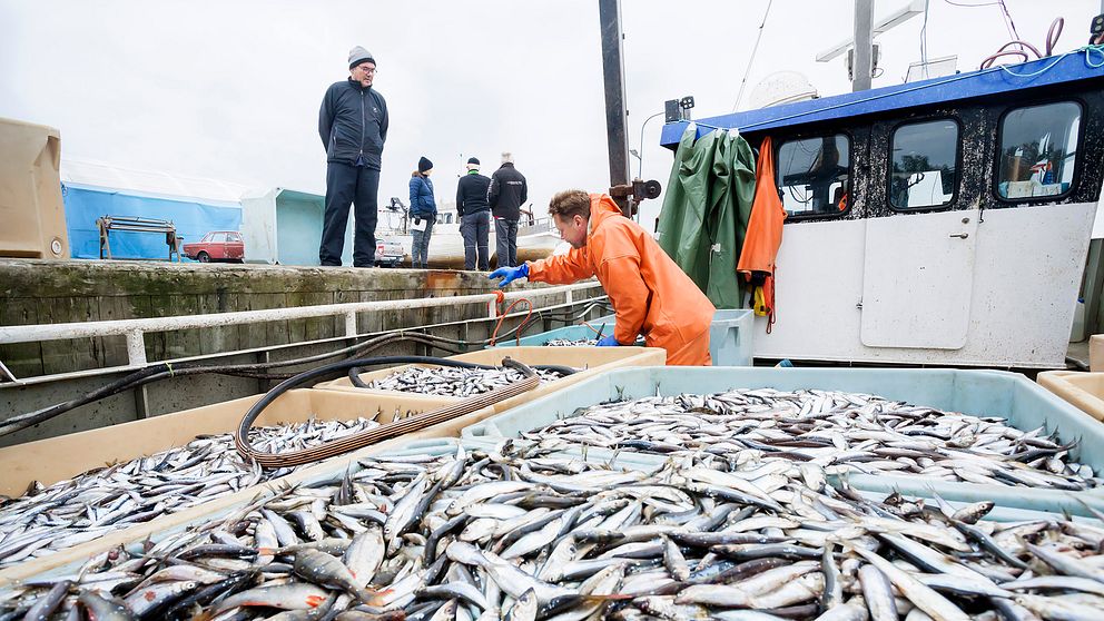 fiskebåt, behålalre med små fiskare, personer som arbetar