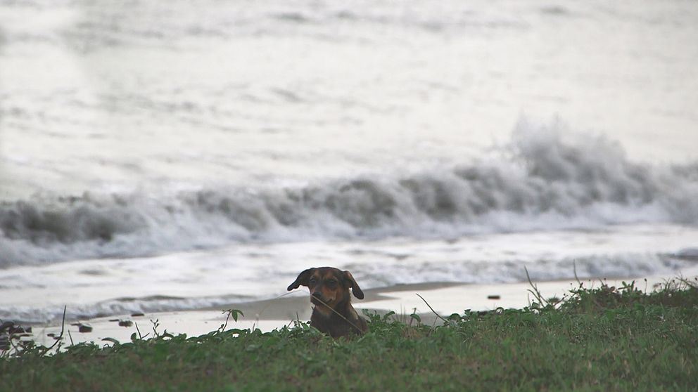 Många övergivna hundar på gatorna i Puerto Rico