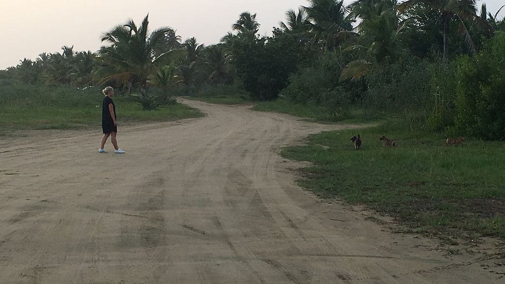 SVT:s USA-korrespondent Carina Bergfeldt på promenad tillsammans med tre stycken hundra.