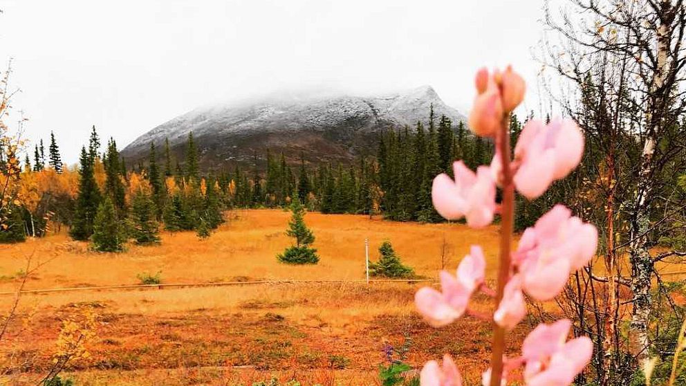 blommande lupin i förgrund, höstfärger på marken och snö på toppen av fjäll i bakgrund