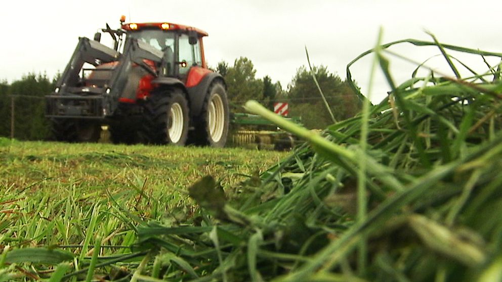 Just nu är det många lantbrukare i Värmland som pressar gräset från årets sista skörd