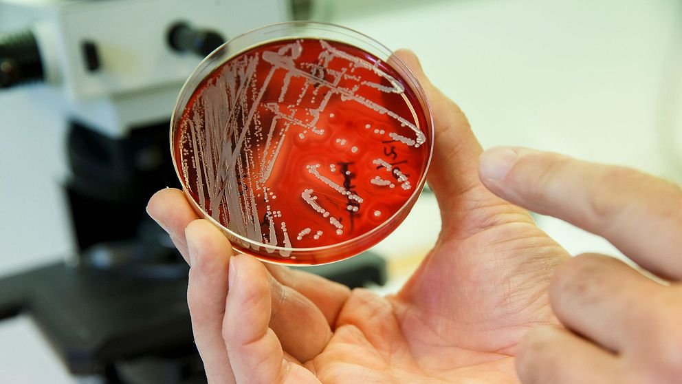 Antibiotikaresistenta bakterier