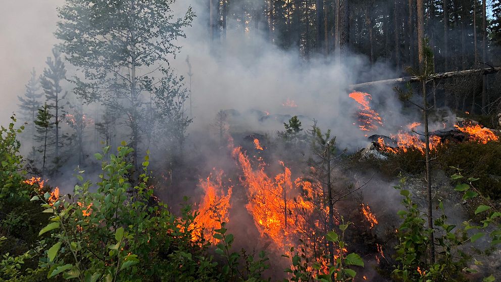 eldsflammor på nära håll i skogen
