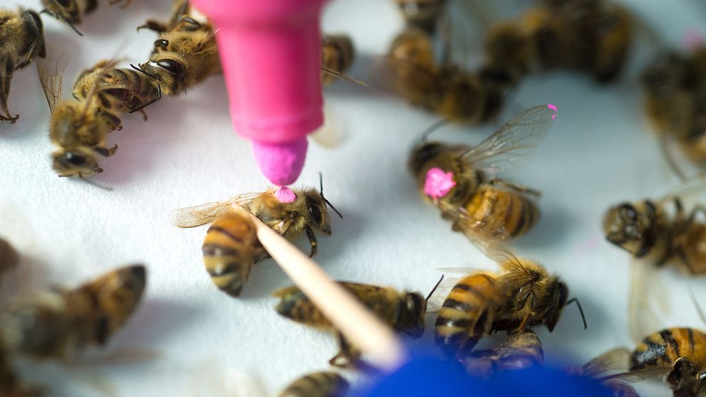 Forskarna i Austin märkte bin som utsatts för glyfosat med färg för att kunna se hur växtskyddsmedlet  påverkat deras immunförsvar.