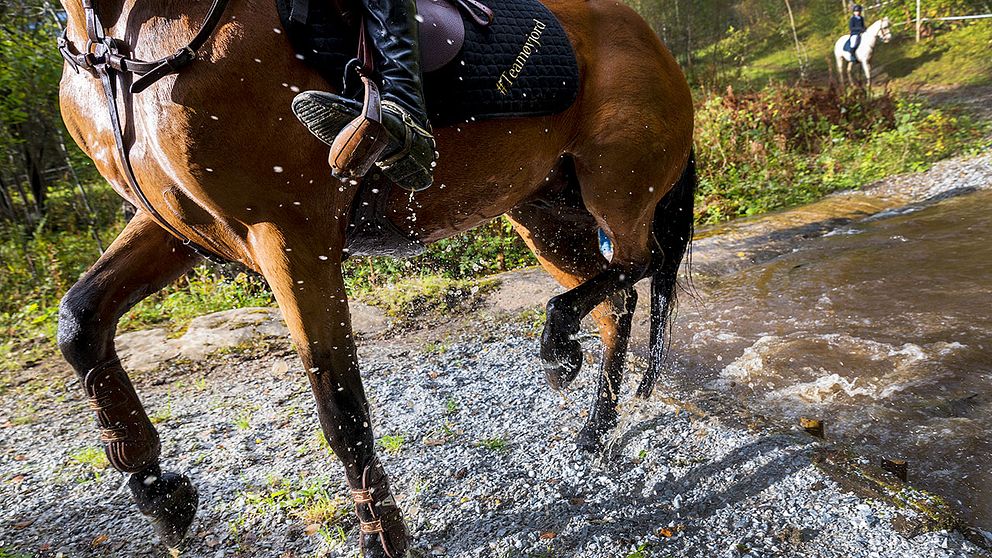 Missin People i Kronoberg organiserar ryttare med hästar för att kunna leta efter försvunna personer.