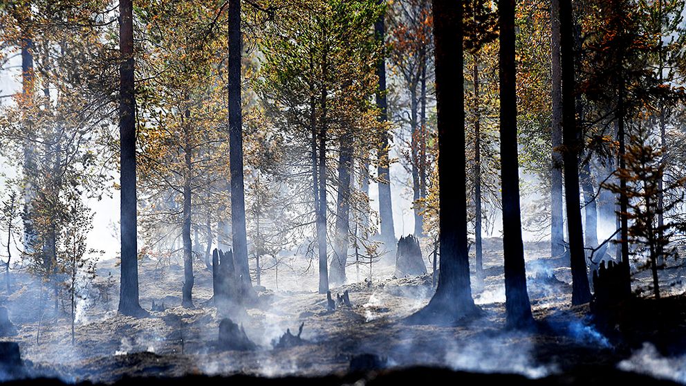 Miljonstöd föreslås efter skogsbränder