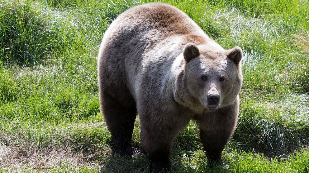 En brunbjörn