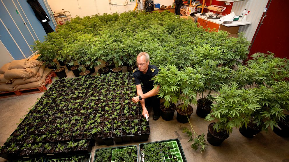 Polisens presstalesperson Robert Loeffel bland de beslagtagna cannabisplantorna.
