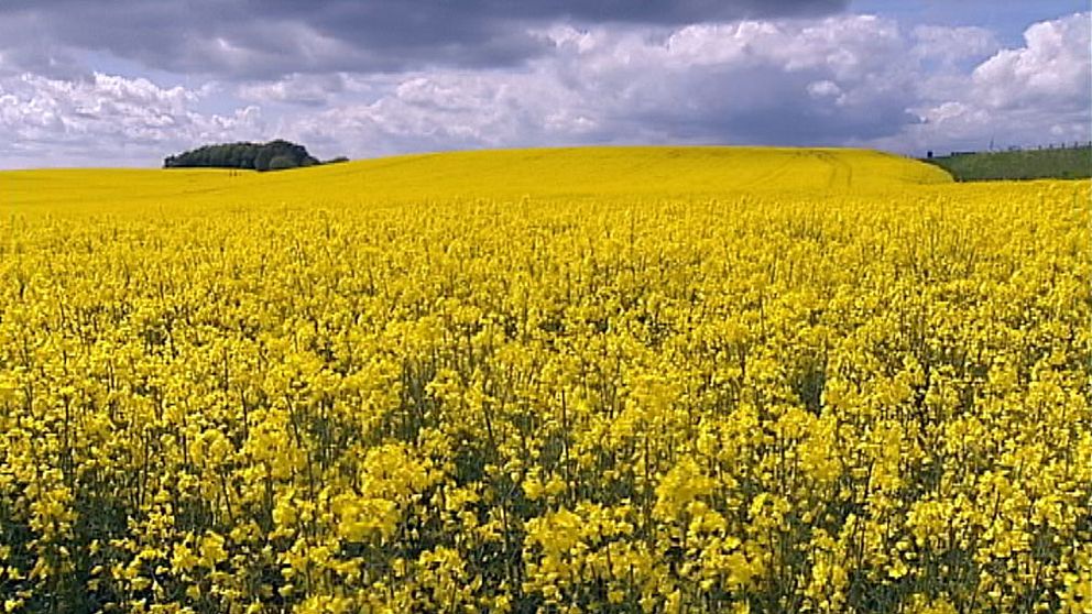 Gyllene vår för Skånes rapsfält | SVT Nyheter