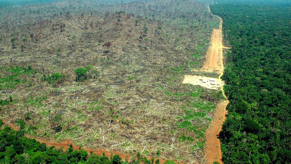 Förödelsen efter skörd av sojabönor i Amazonas.