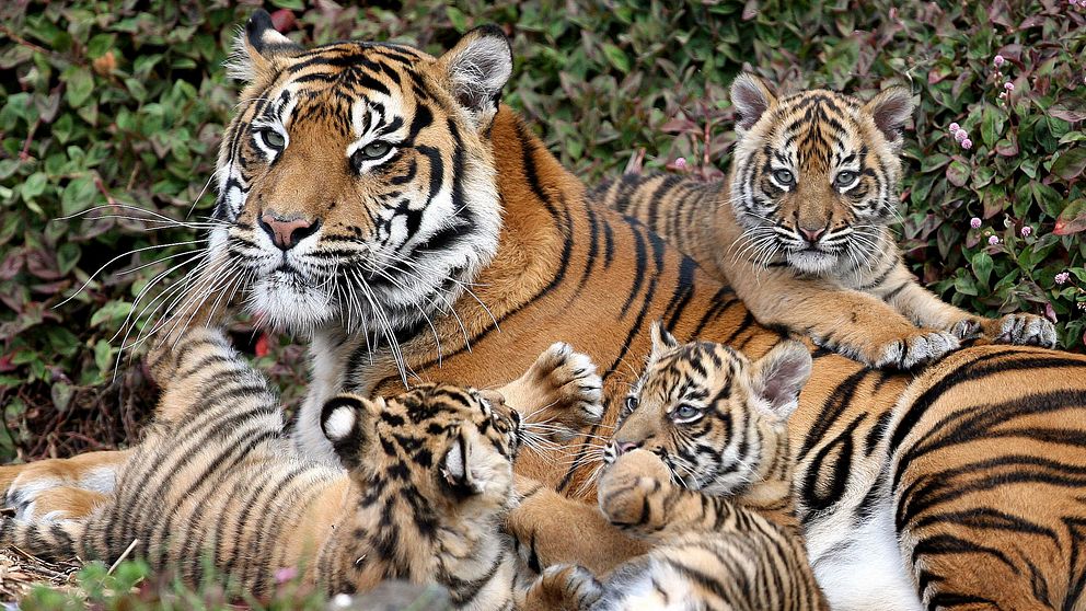 Tigerhona med sina ungar.