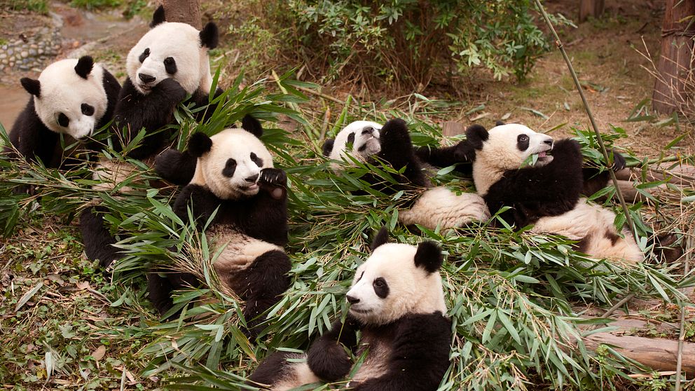 Pandor festar på bambu.