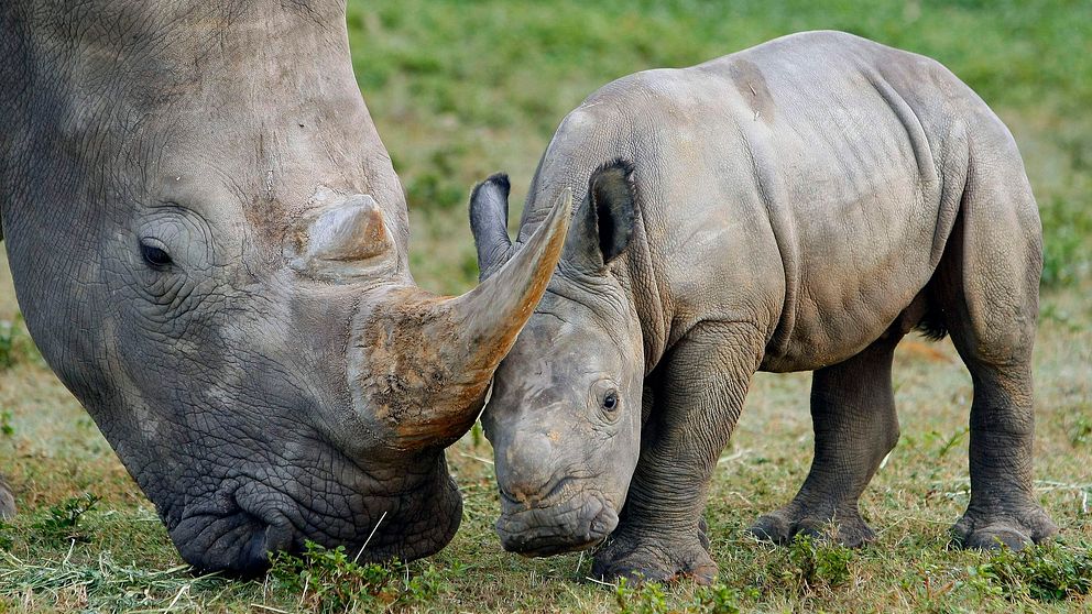 Vit noshörning med unge.