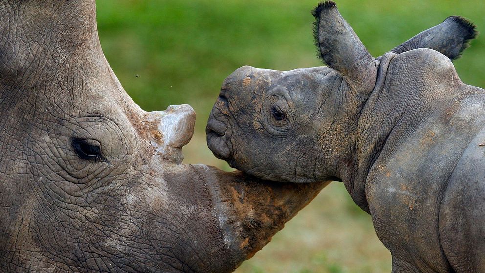 Vit noshörning med sin unge.