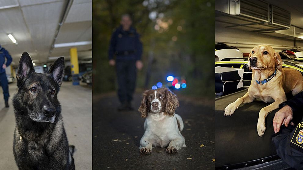 Årets polishundar 2018 är schäfern Cross, springer spanieln Ben och labradoren Ace.