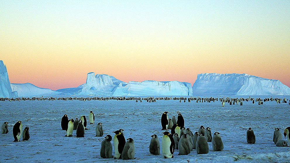 Pingviner på Antarktis.