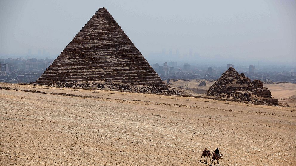 Kameler framför pyramid i Egypten.