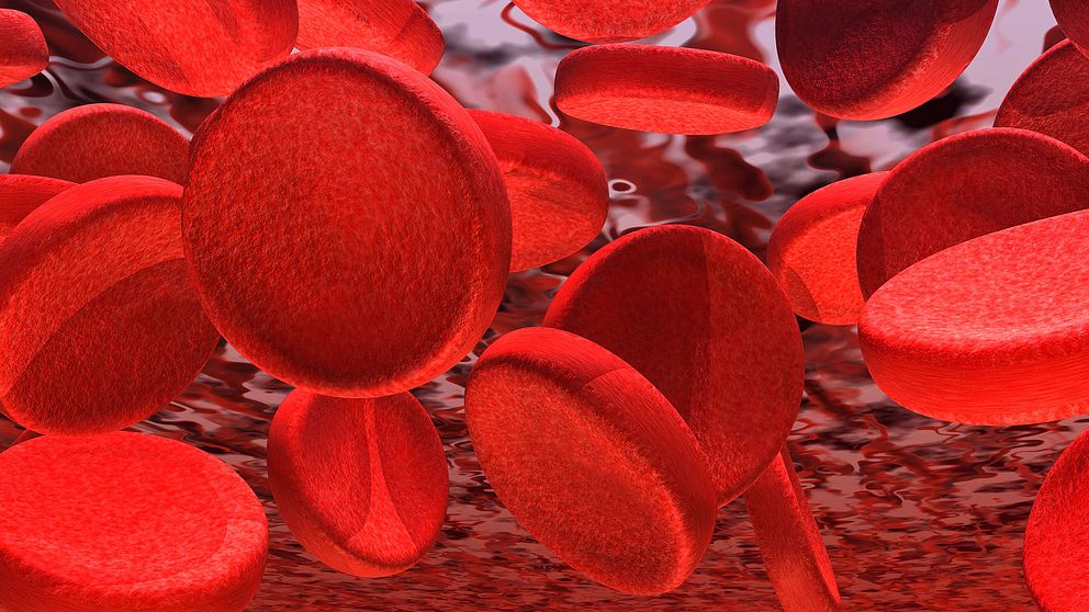 Röda blodkroppar i blodet hos en människa.