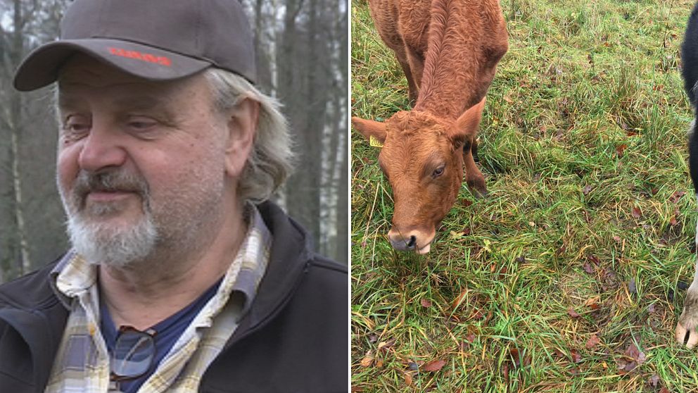 Bengt Borgström, mjölkbonde i Älvängen, har haft sina kor ute på bete ovanligt länge i år.
