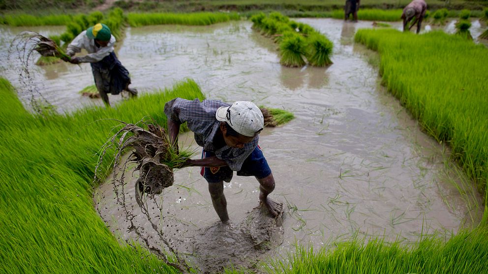 Två risodlare flyttar risplantor i vattenfyllt risfält