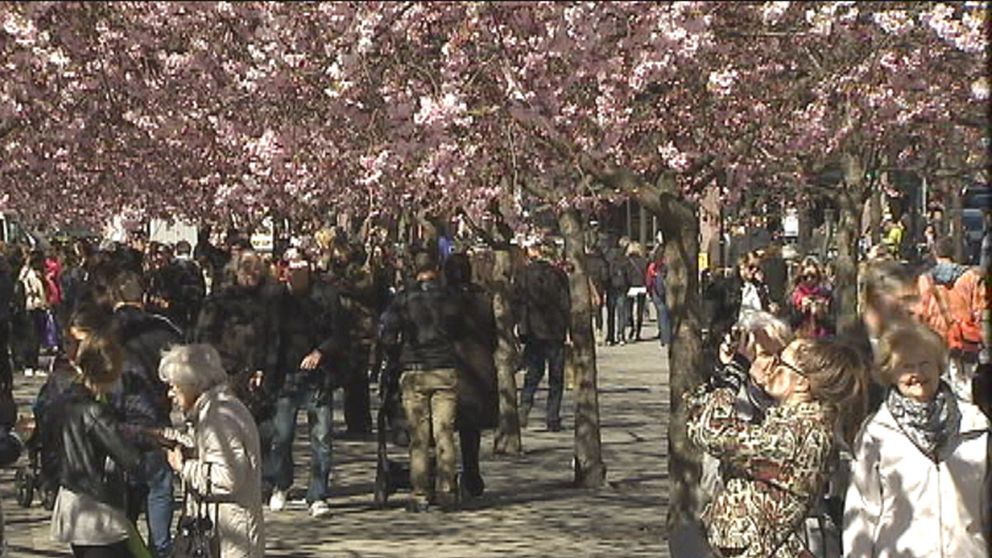 Ett mycket populärt vårtecken är de blommande körsbärsträden i Kungsträdgården i Stockholm. Så här såg det ut den 14 april.