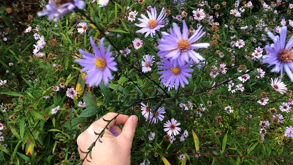 Blommande ringblommor i rehab-trädgården i Alnarp