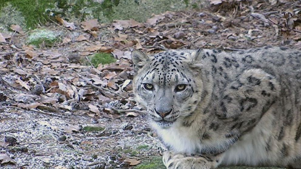 Snöleoparderna kan snart inte leva i sina vanliga områden om värmen fortsätter öka.