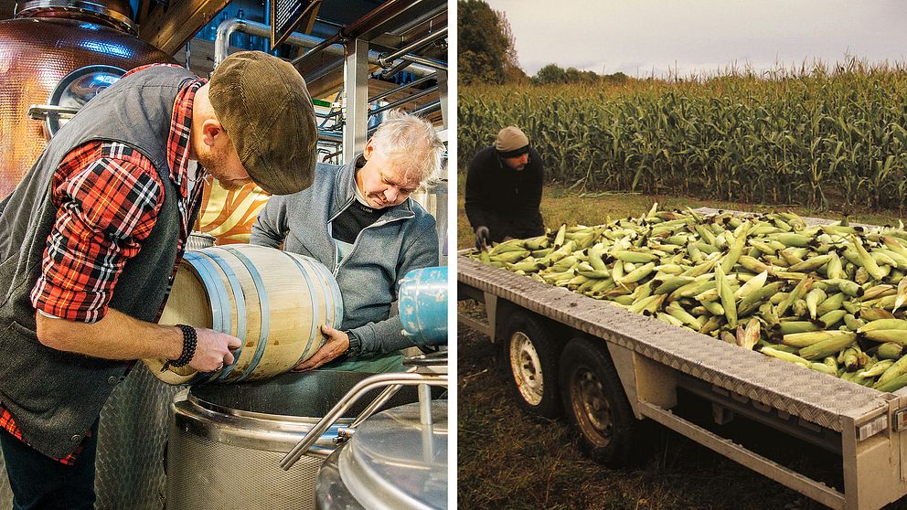 Destilleriägaren Jonas Larsson och produktionschefen Peter Hertzman förbereder buteljering av bourbon som kommer från majs odlad i Järvsö.