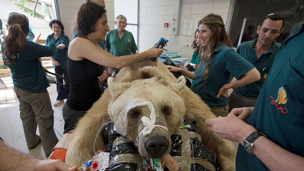 Mango, en 19-årig brunbjörn, förbereds för operation på ett djursjukhus i närheten av Tel Aviv, i Israel.