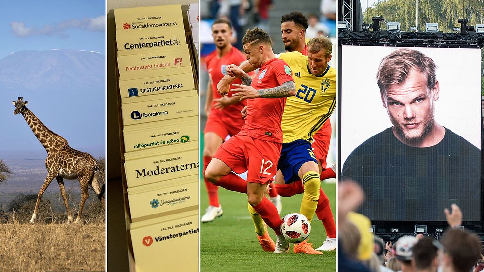 Giraffer, riksdagsvalet, fotbolls-vm och Avicii hörde till de mest sökta i Sverige.