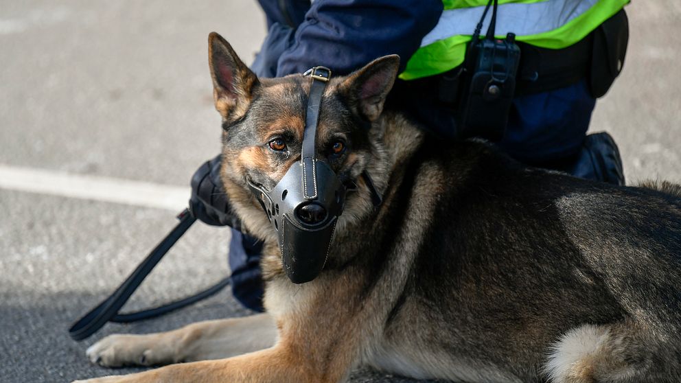 polishund med munkorg