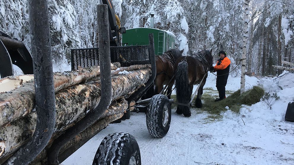 en man står med nordsvenska hästar spända framför timmervagn i snöig skog