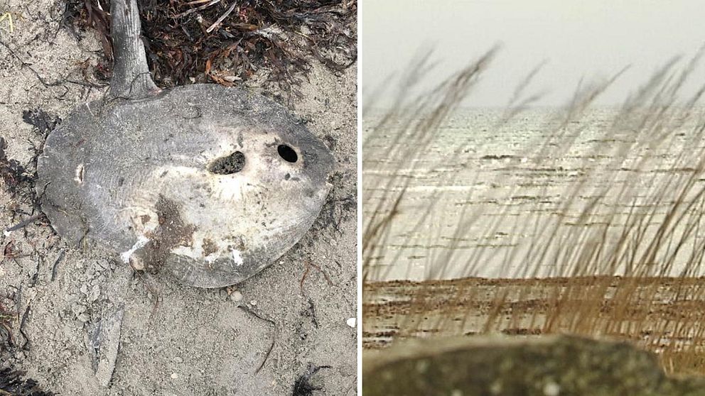 Klumpfisken som Bibbi hittade på stranden i Apelviken.