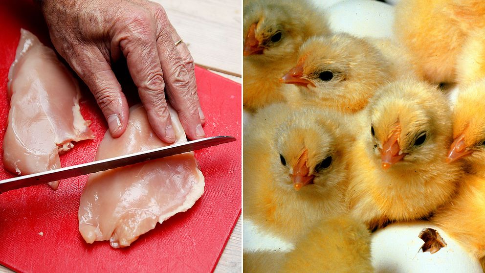 Rå kyckling på skärbräda och nykläckta kycklingar