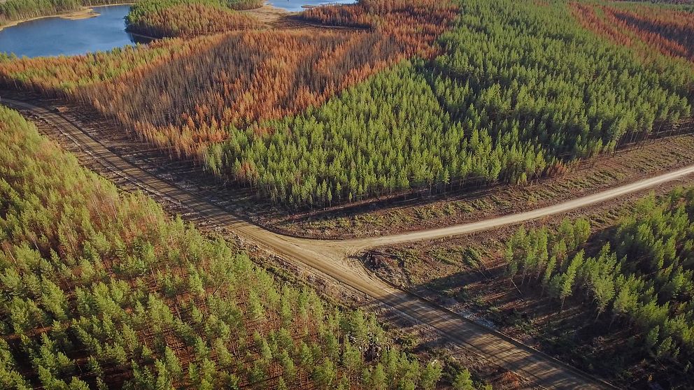 Flygbild över skogsväg i brandområde i Kårböle.