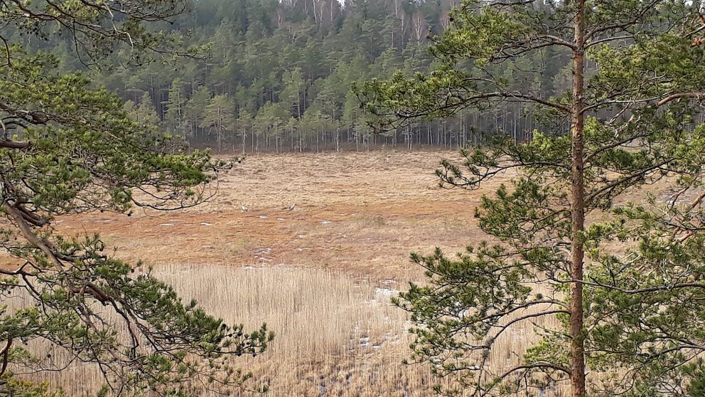 Marsjöns naturreservat i Flens kommun.