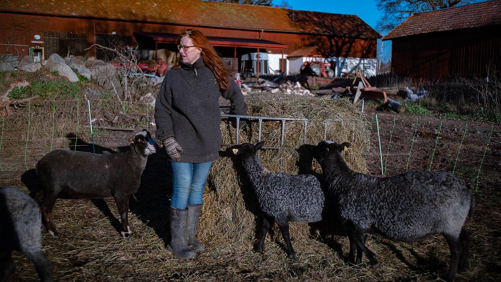 För några år sen tröttnade fårbonden Fia Söderberg på slöseriet av svensk fårull.
