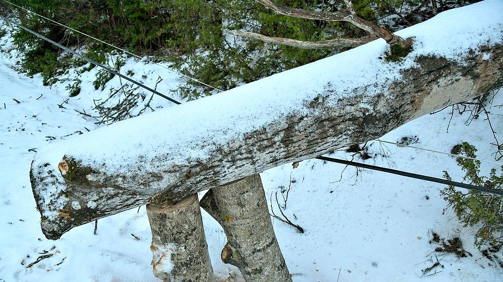 Träd som fallit över elledningar i Riala efter stormen Alfrida.