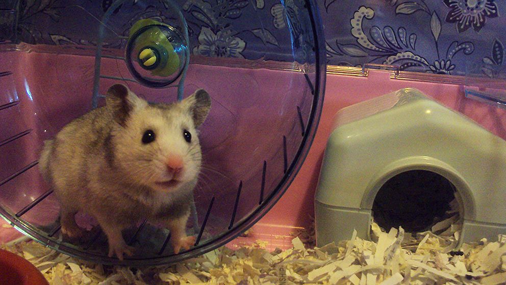 hamster