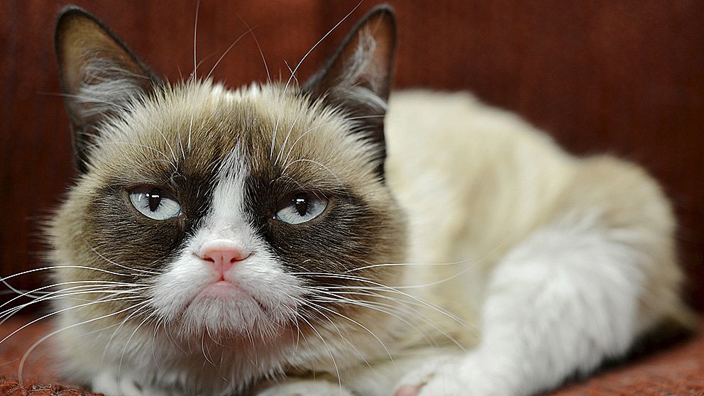 Grumpy Cat, internetkändis.