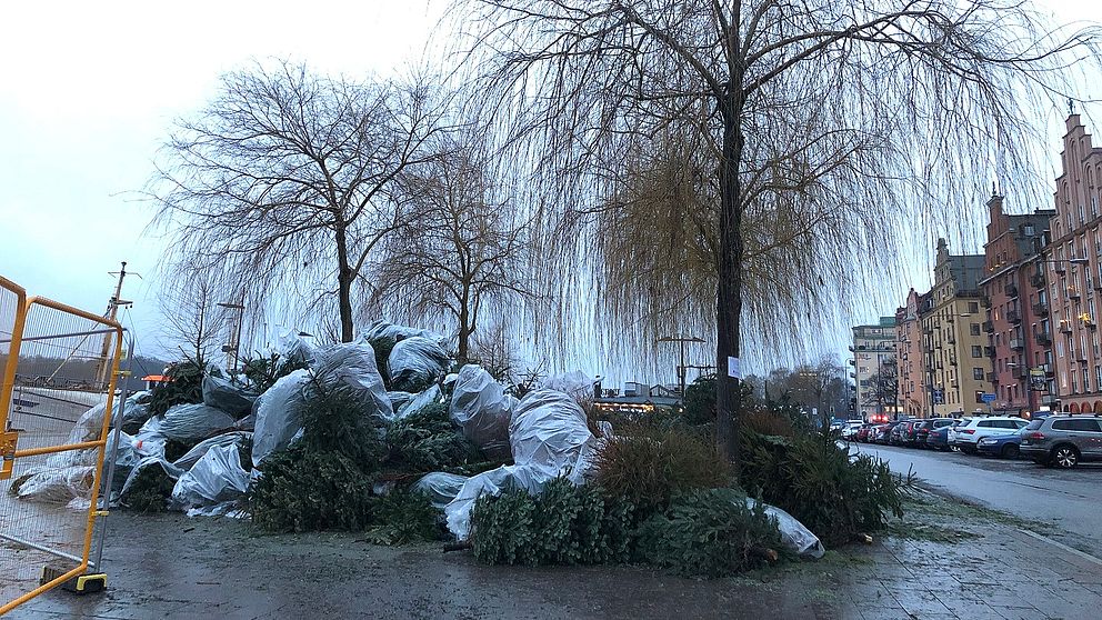 Julgranar i en stor hög