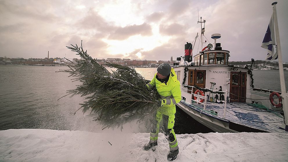 Man skakar bort snö från gran vid en kaj