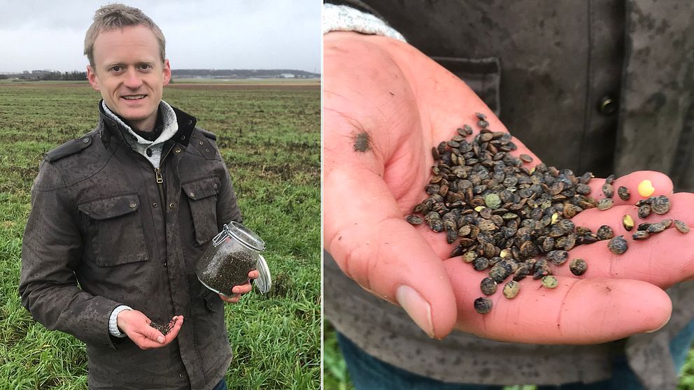 Philip Hedeng är lantbrukare i Halmstad kommun. I vår blir första gången han odlar linser.