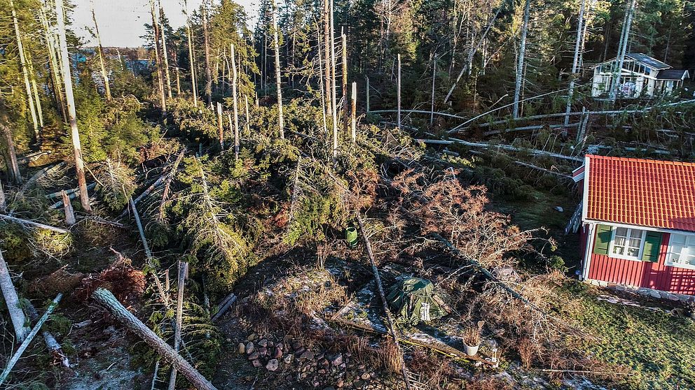 Fallna träd efter Alfrida.