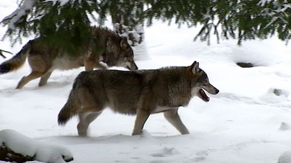 Två vargar i snölandskap