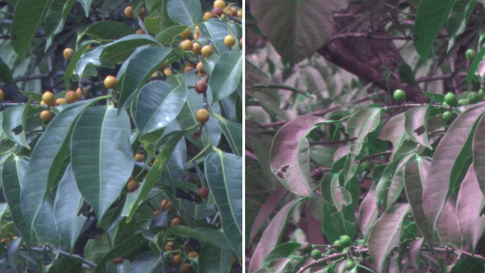 Till vänster ett lövverk såsom vi människor normalt ser det. Till höger samma lövverk fotograferat med en specialkamera som i efterliknar färgseendet hos fåglar.