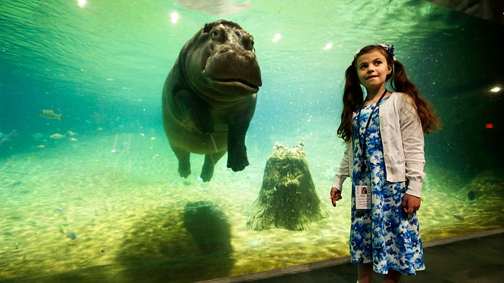 Nioåriga Audrey Bruben tittar på flodhästen Genny på en flodhästutställning i New Jerseys Adventure Aquarium.